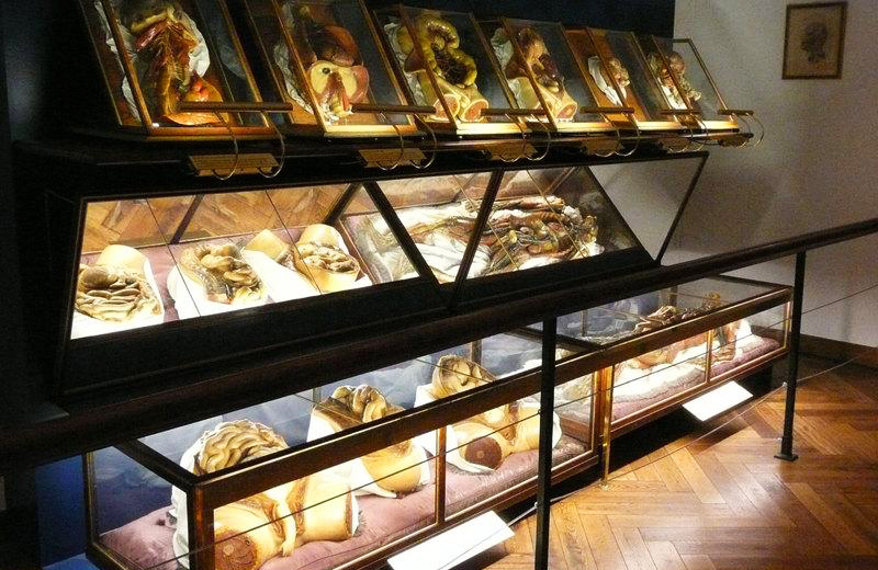 Музей анатомии в Симферополе